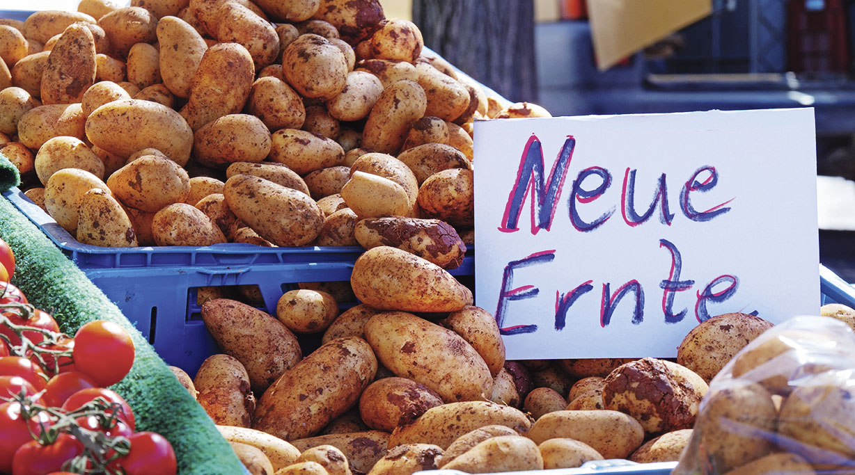 Kartoffelernte