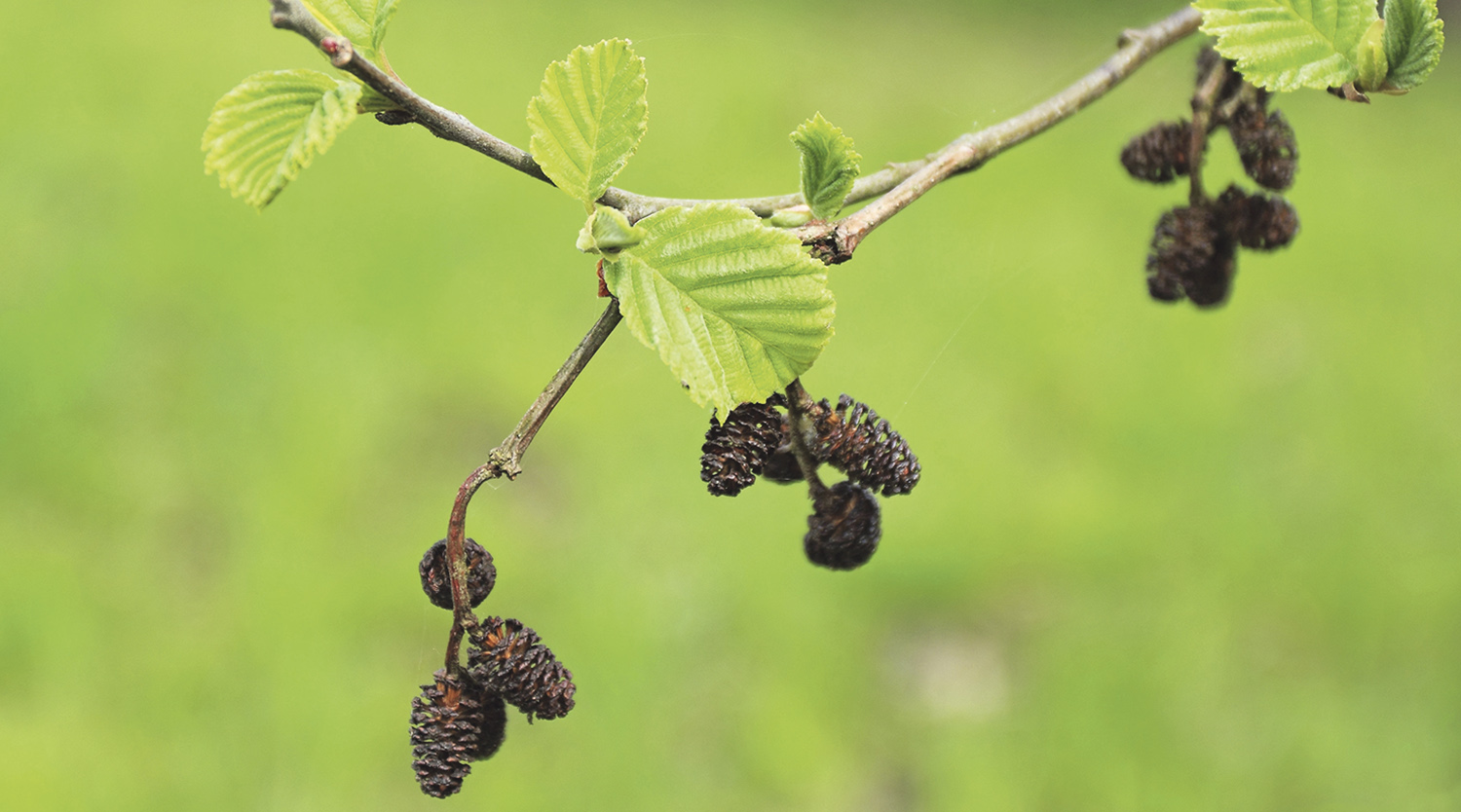 Die Früchte des Waldes Lust aufs Land