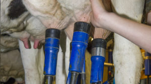 Milchproduktion Melken