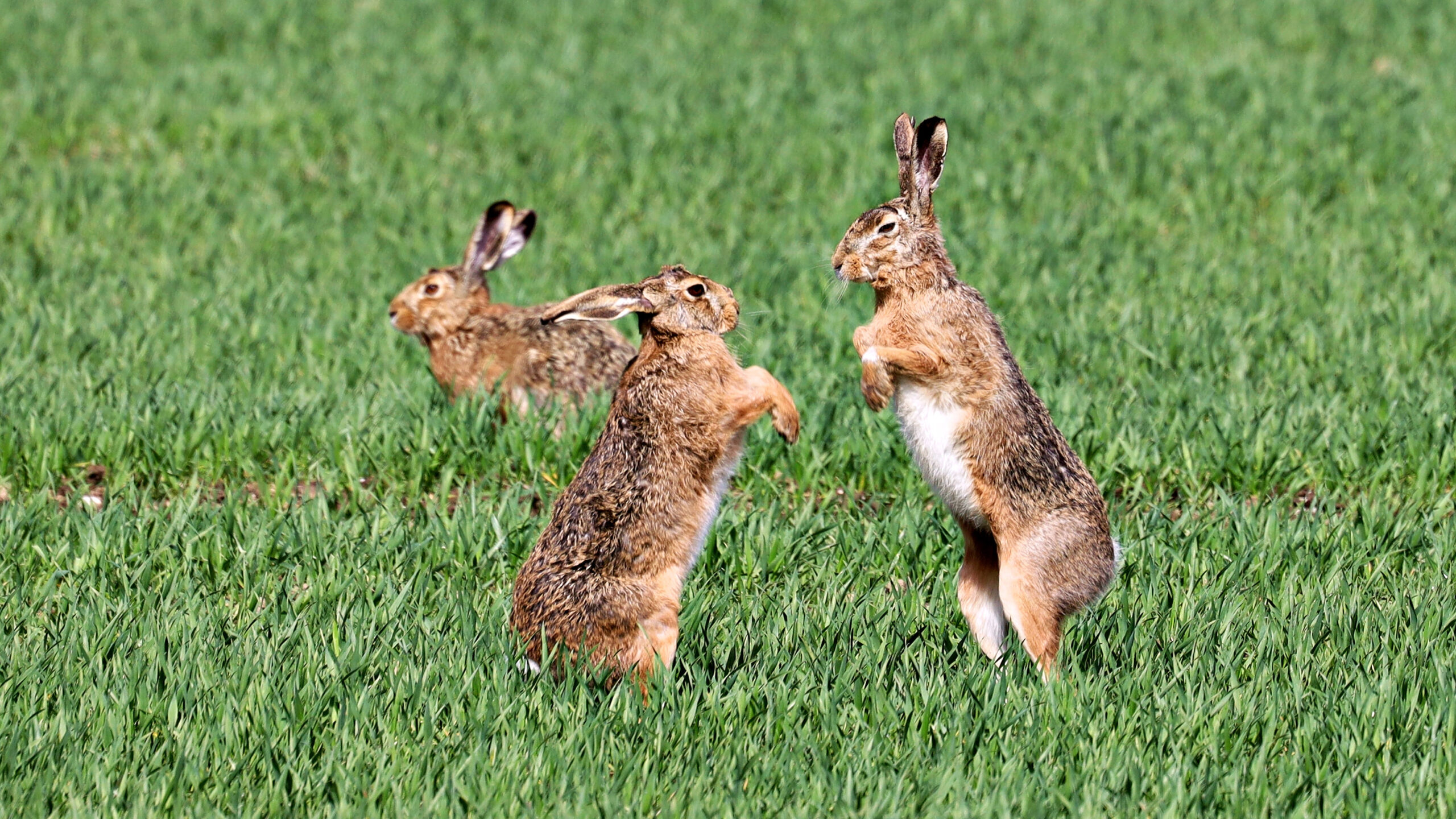 Dem Hasen auf der Spur
