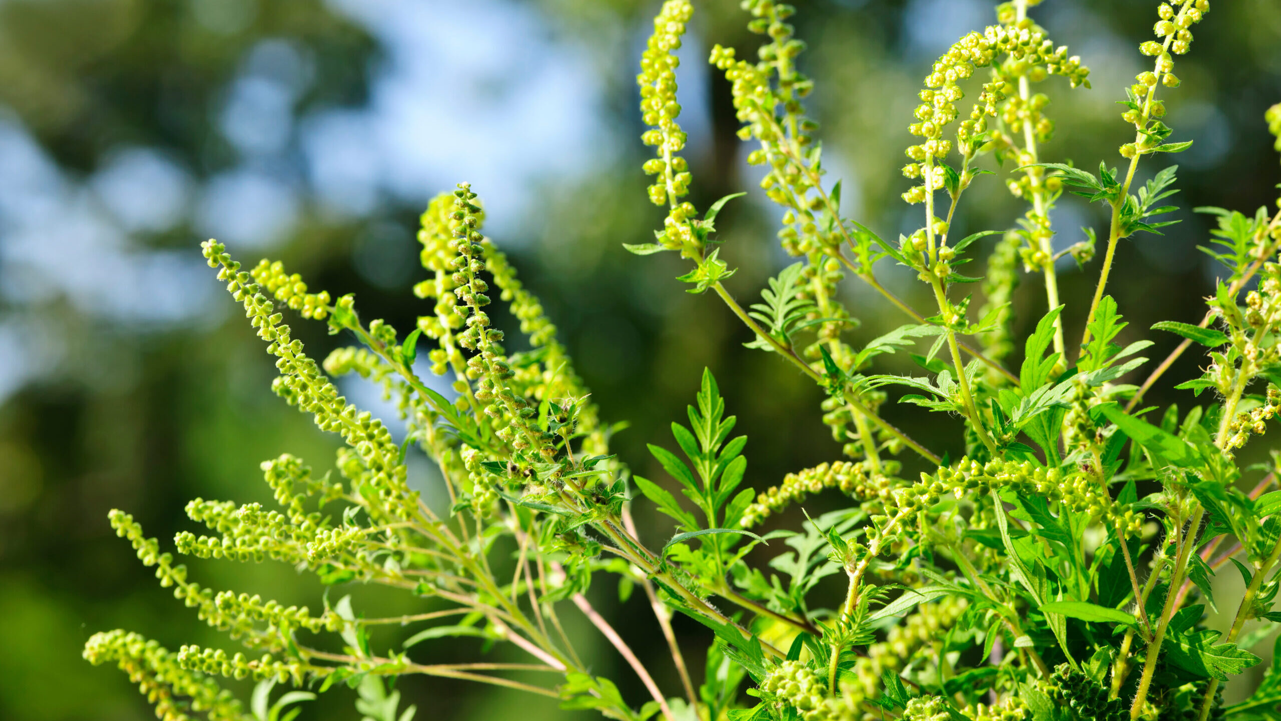 Invasive Arten im Vormarsch